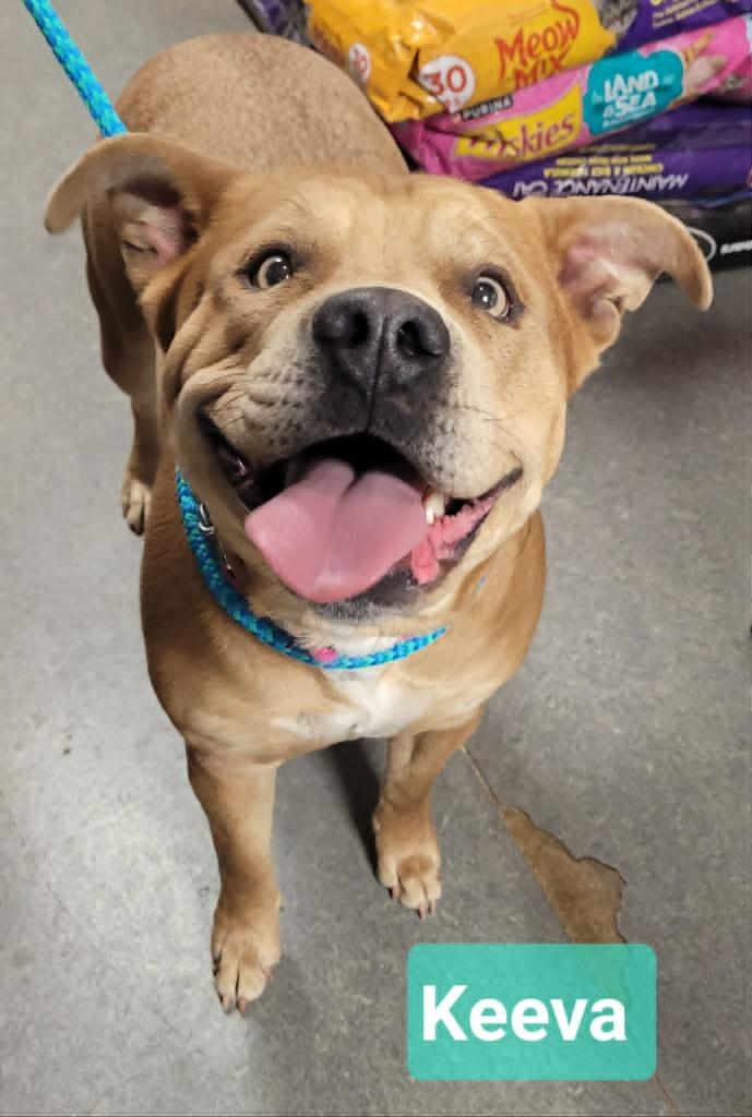 Keeva-Sponsored, Adoptable, Young Female Staffordshire Bull Terrier & Pit Bull Terrier.
