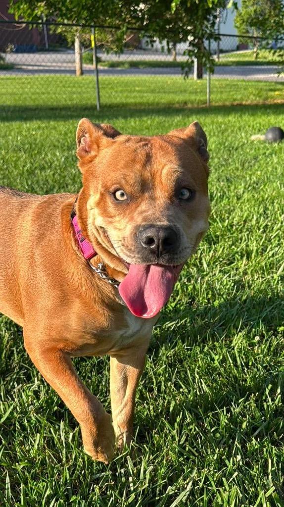 Enlarge Keeva-Sponsored, a Adoptable mixed breed in Richmond, IN image 2/5