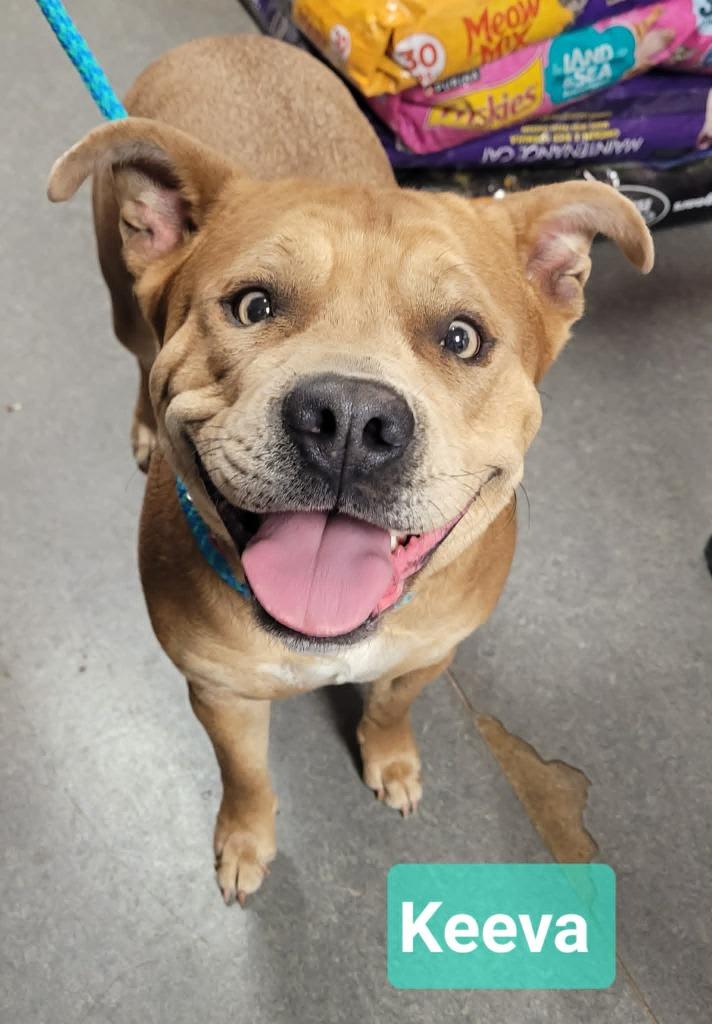 Enlarge Keeva-Sponsored, a Adoptable mixed breed in Richmond, IN image 3/5