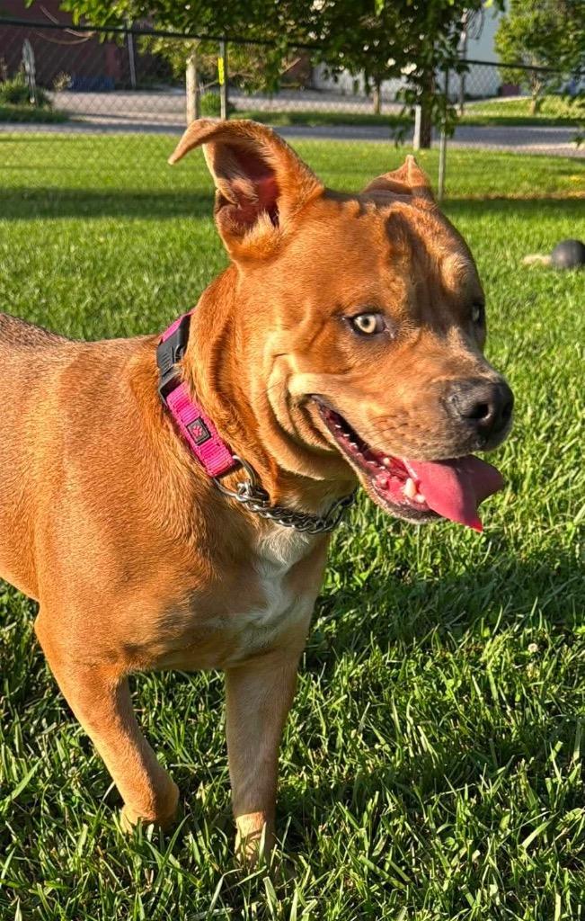 Enlarge Keeva-Sponsored, a Adoptable mixed breed in Richmond, IN image 4/5