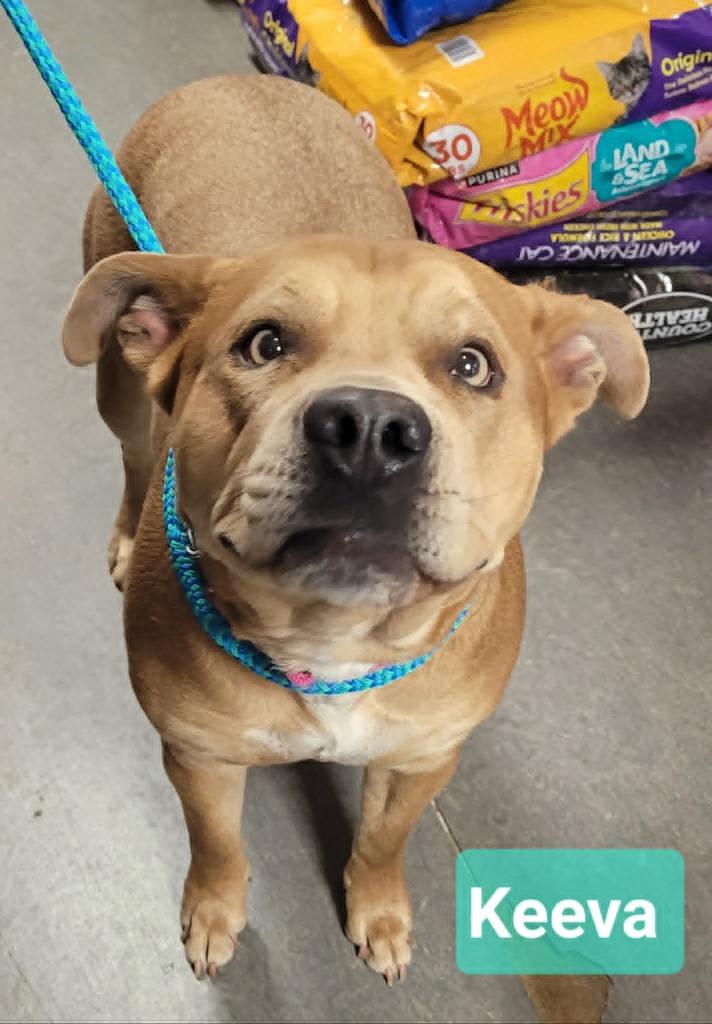 Enlarge Keeva-Sponsored, a Adoptable mixed breed in Richmond, IN image 5/5