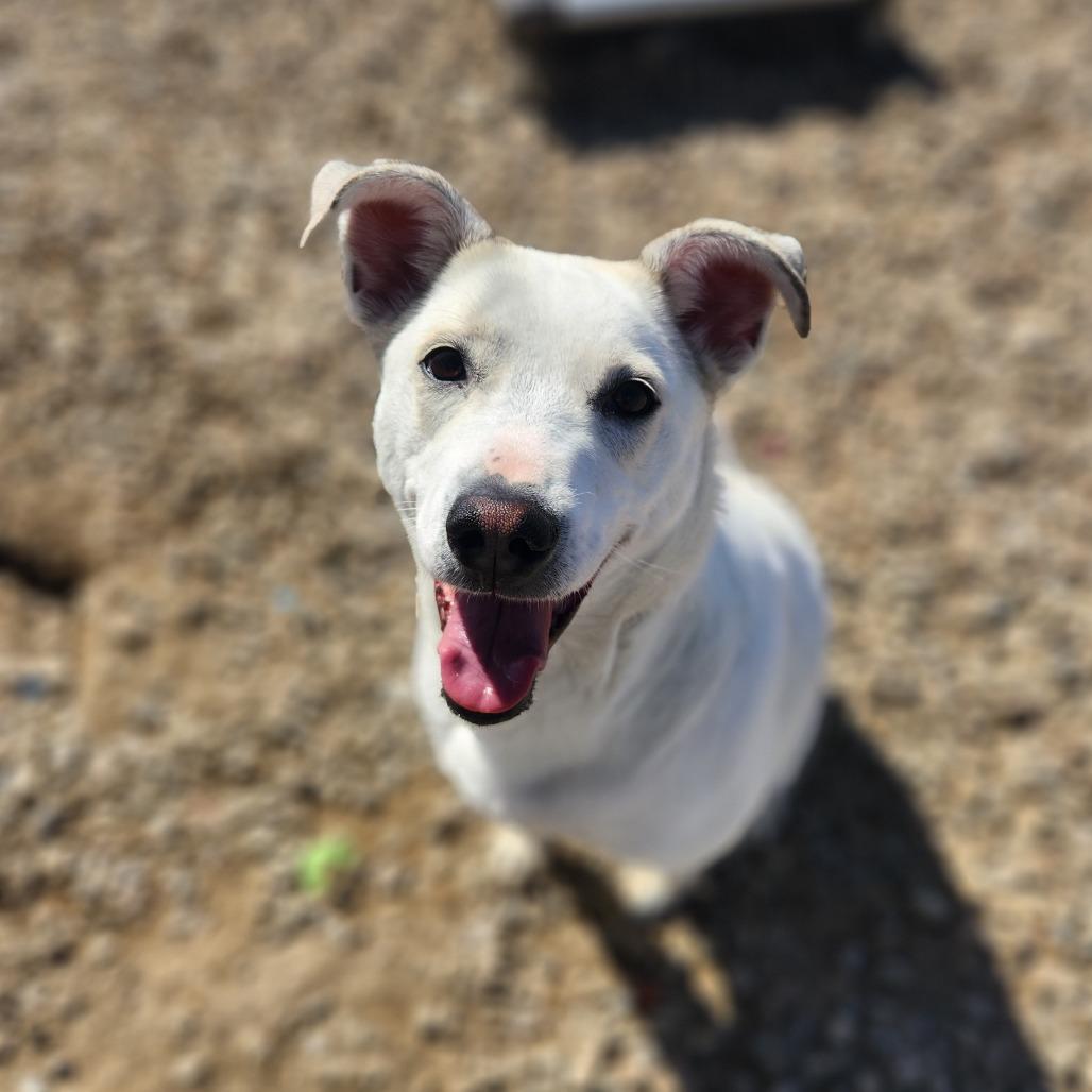 Tilly, Adoptable, Adult Female Smooth Collie & Mixed Breed.