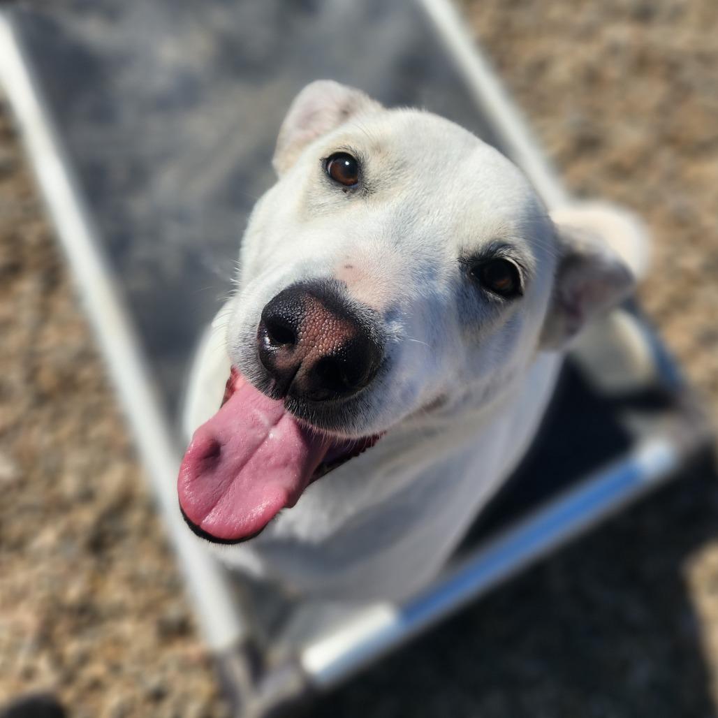 Enlarge Tilly, a Adoptable mixed breed in North Battleford, SK image 2/6
