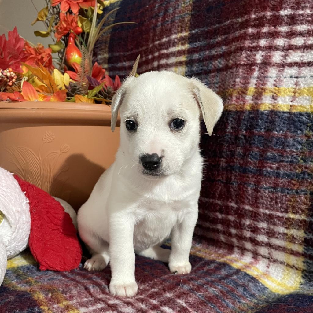 Enlarge Tilly, a Adoptable mixed breed in North Battleford, SK image 3/6