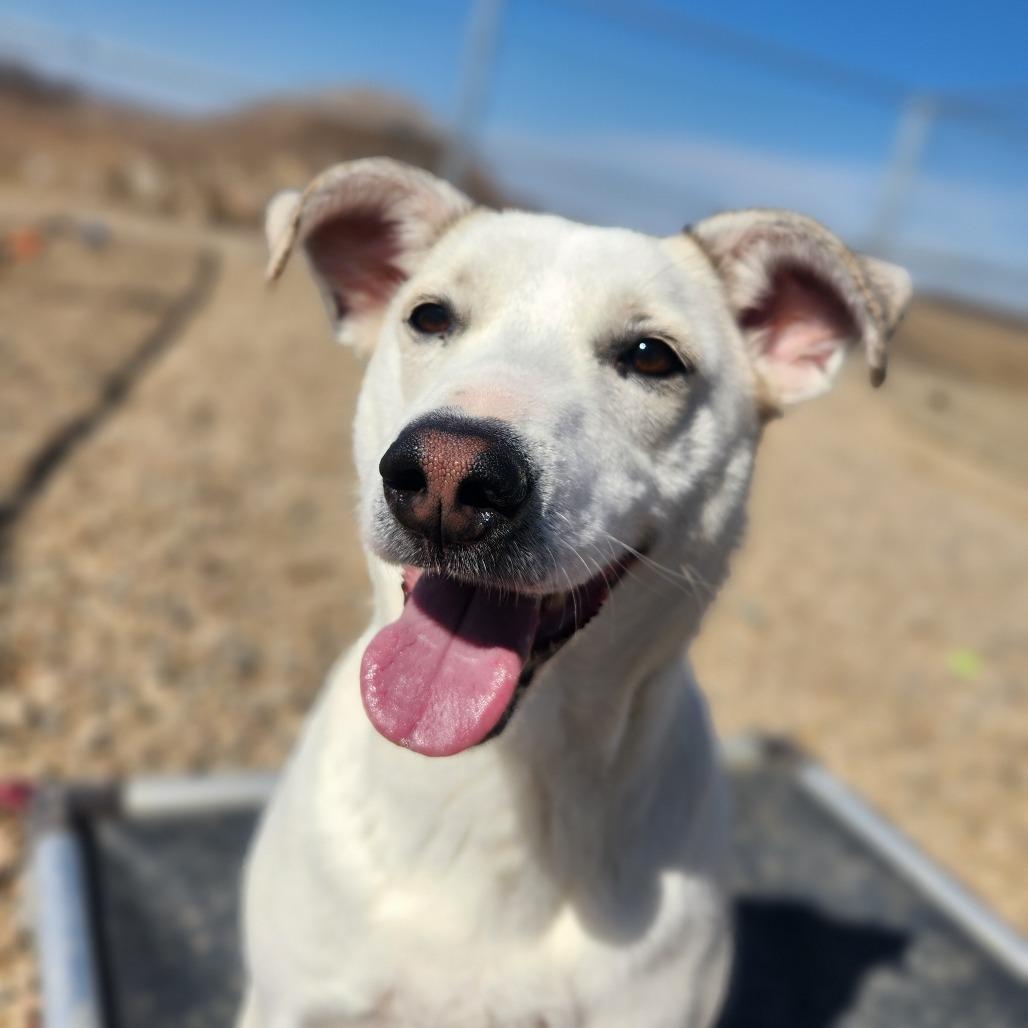Enlarge Tilly, a Adoptable mixed breed in North Battleford, SK image 4/6