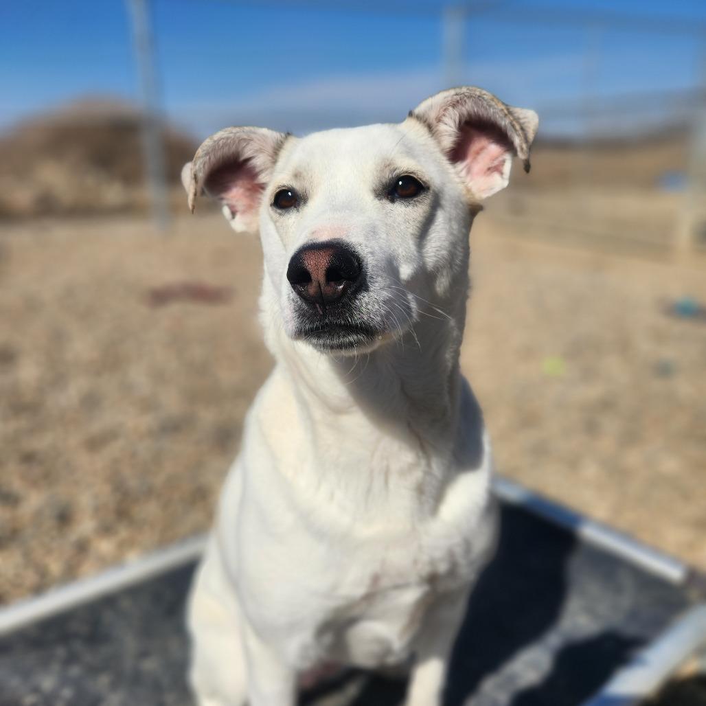 Enlarge Tilly, a Adoptable mixed breed in North Battleford, SK image 5/6