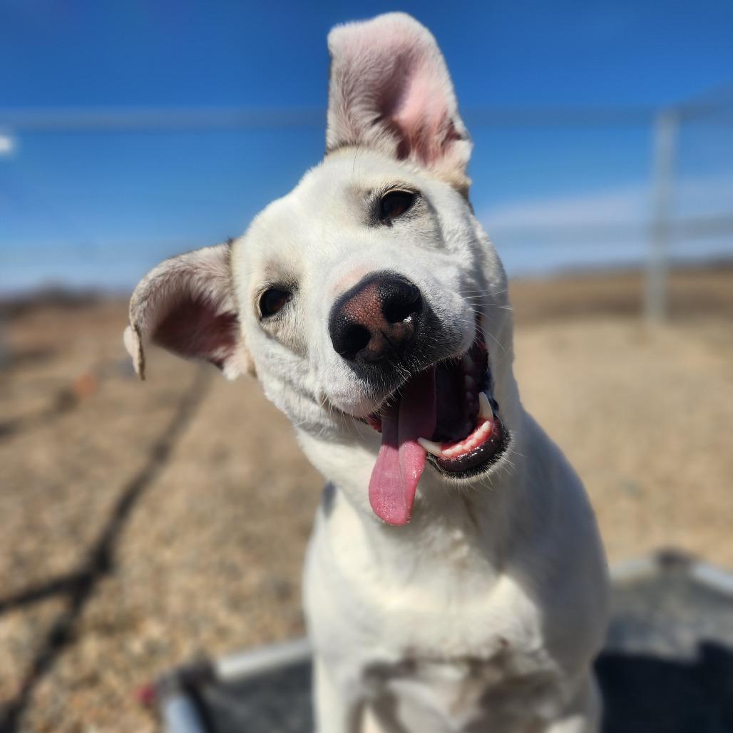 Enlarge Tilly, a Adoptable mixed breed in North Battleford, SK image 6/6