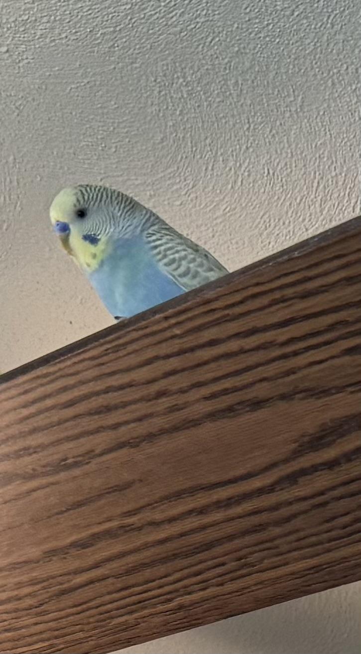 Enlarge Smurf, a Adoptable Parakeet (Other) in Peoria, IL image 1/1