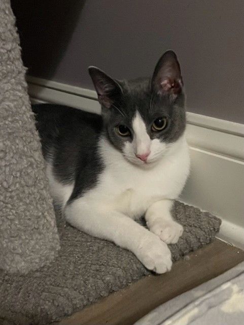 Fuzz (LE), a Adoptable Domestic Short Hair in Little Falls, NJ image 1/4