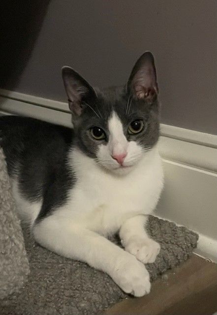 Fuzz (LE), a Adoptable Domestic Short Hair in Little Falls, NJ image 2/4