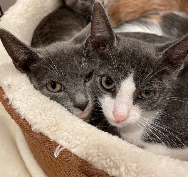 Fuzz (LE), a Adoptable Domestic Short Hair in Little Falls, NJ image 3/4