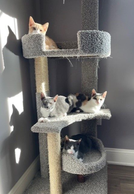 Fuzz (LE), a Adoptable Domestic Short Hair in Little Falls, NJ image 4/4