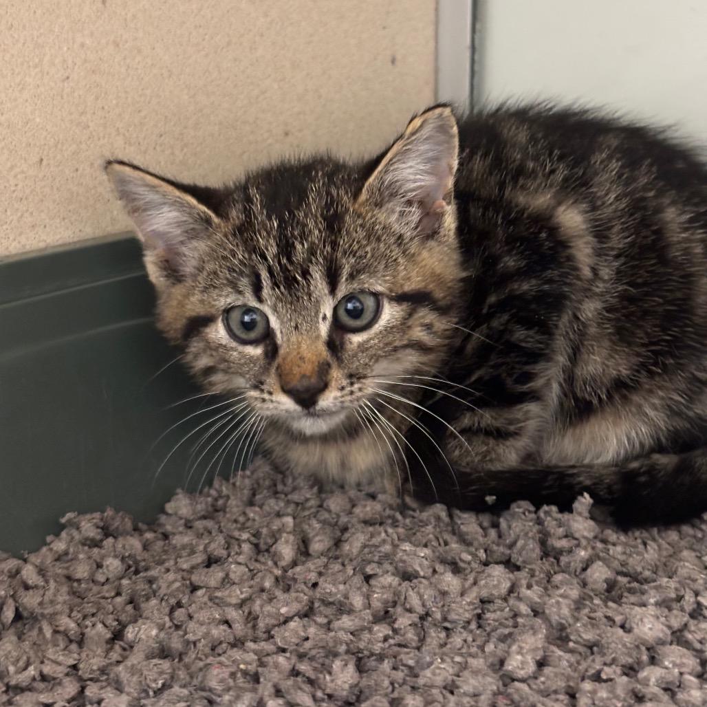 Sage, Adoptable, Kitten Female Domestic Short Hair & Domestic Short Hair.