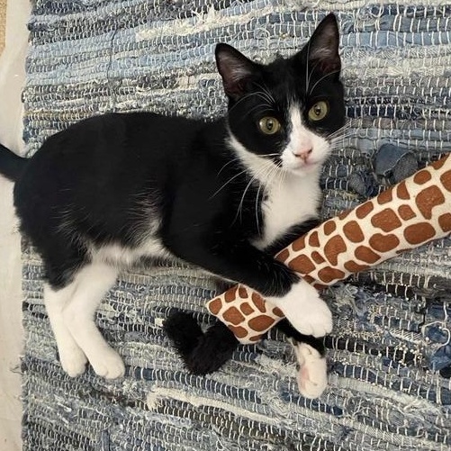 Tippy, a Adoptable Domestic Short Hair in Tustin, CA image 1/4