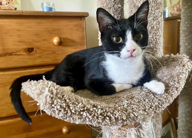 Tippy, a Adoptable Domestic Short Hair in Tustin, CA image 3/4