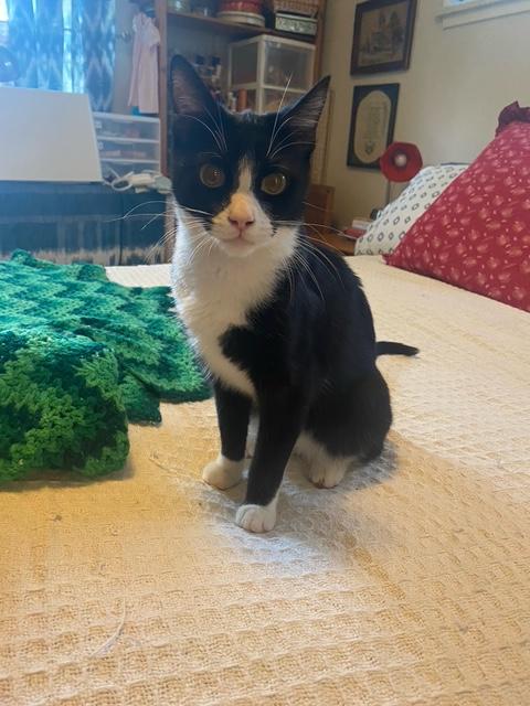 Tippy, a Adoptable Domestic Short Hair in Tustin, CA image 4/4