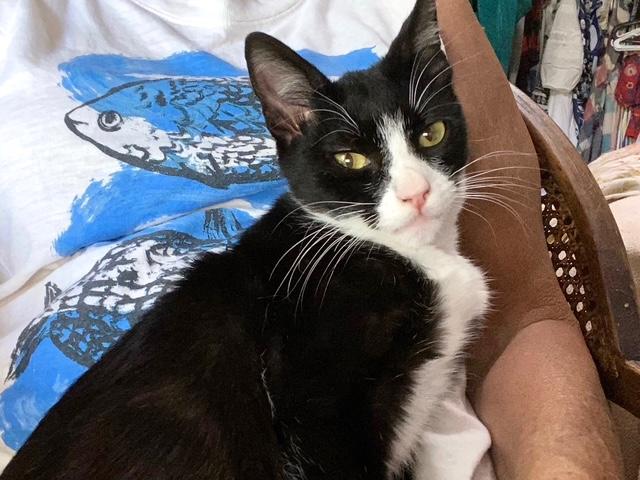 Tippy, a Adoptable Domestic Short Hair in Tustin, CA image 2/4