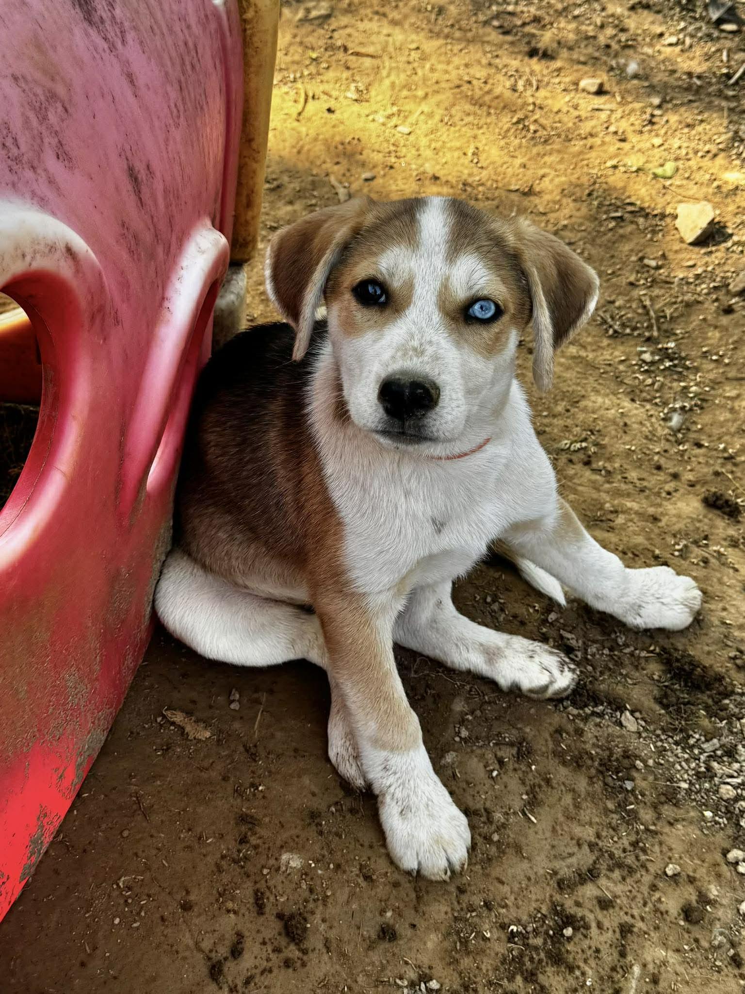 Macchiato, adopted, Puppy Male Siberian Husky & Coonhound.