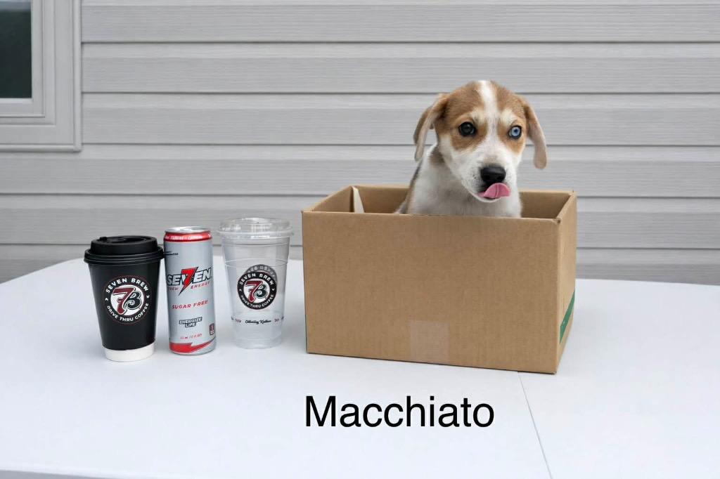 Enlarge Macchiato, an adopted mixed breed in Jarrettsville, MD image 2/2