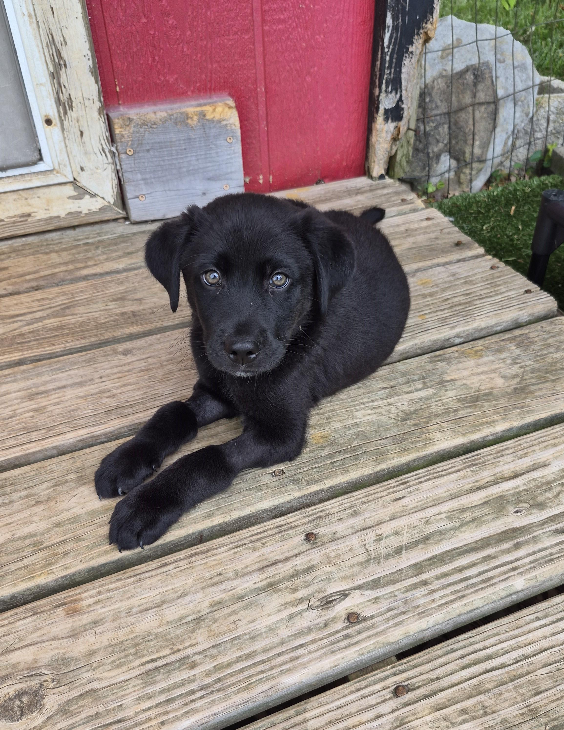 Ginger Beer (GeeBee), a Adoptable mixed breed in Gallatin, TN image 2/4