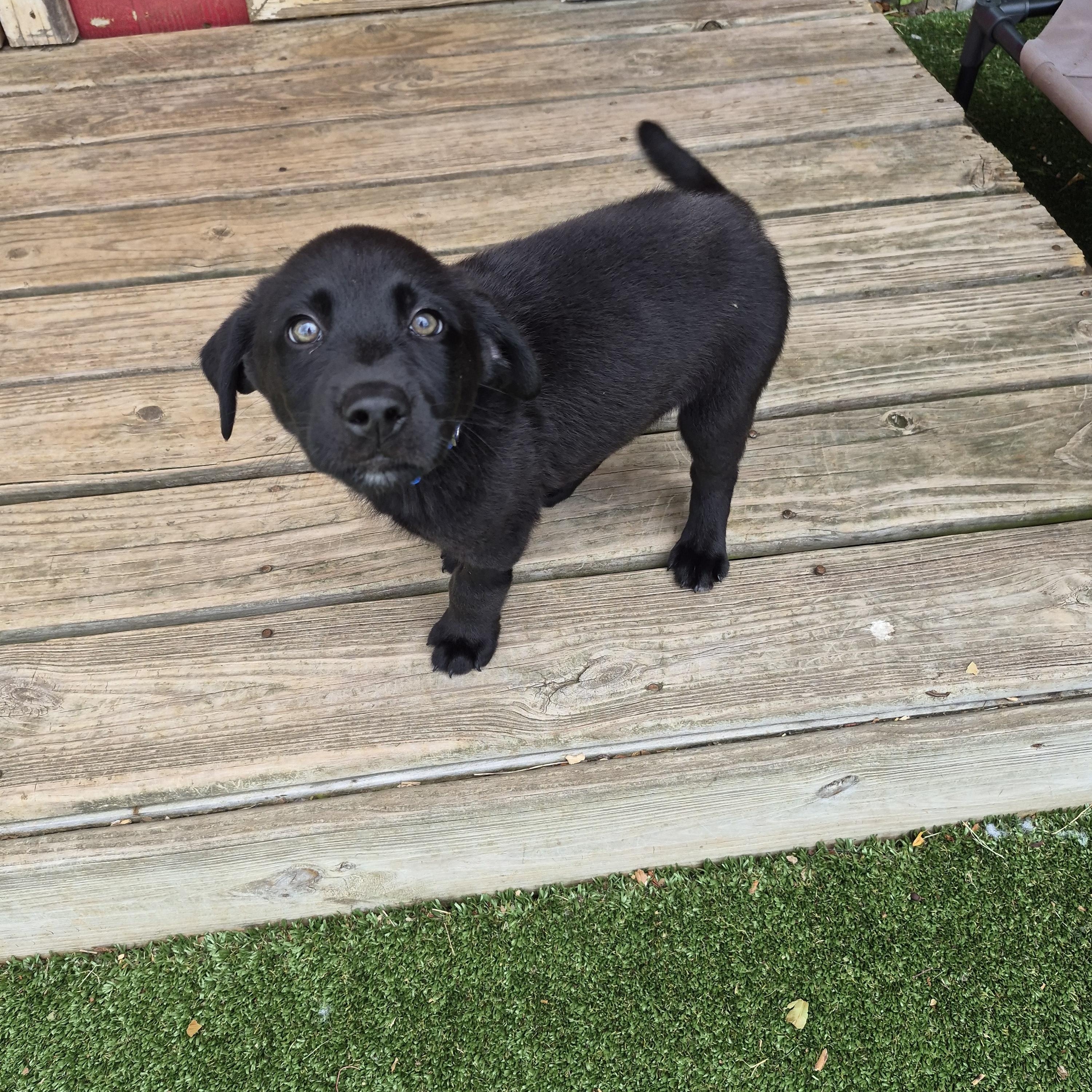 Ginger Beer (GeeBee), a Adoptable mixed breed in Gallatin, TN image 3/4