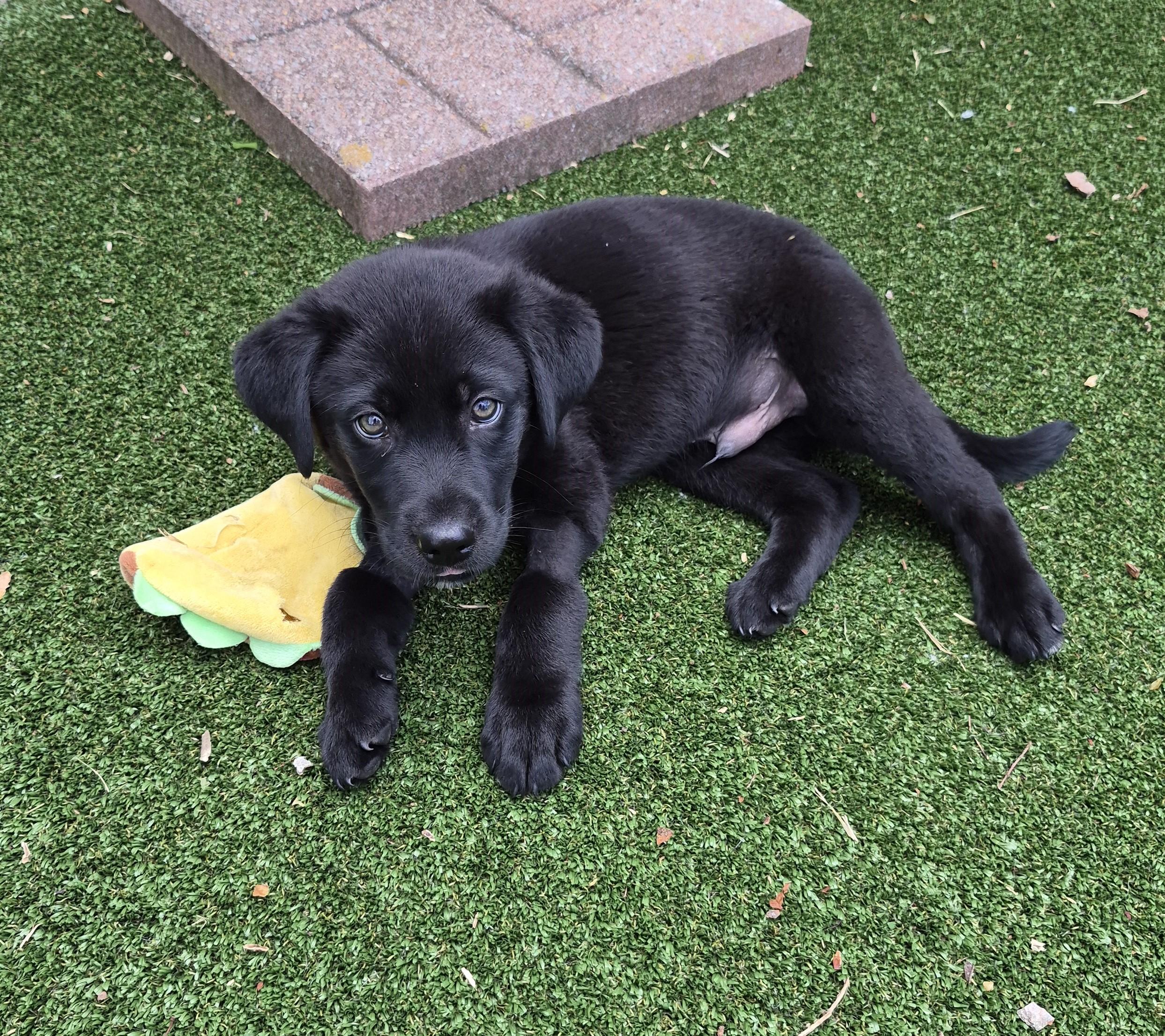 Ginger Beer (GeeBee), Adoptable, Puppy Male Black Labrador Retriever.