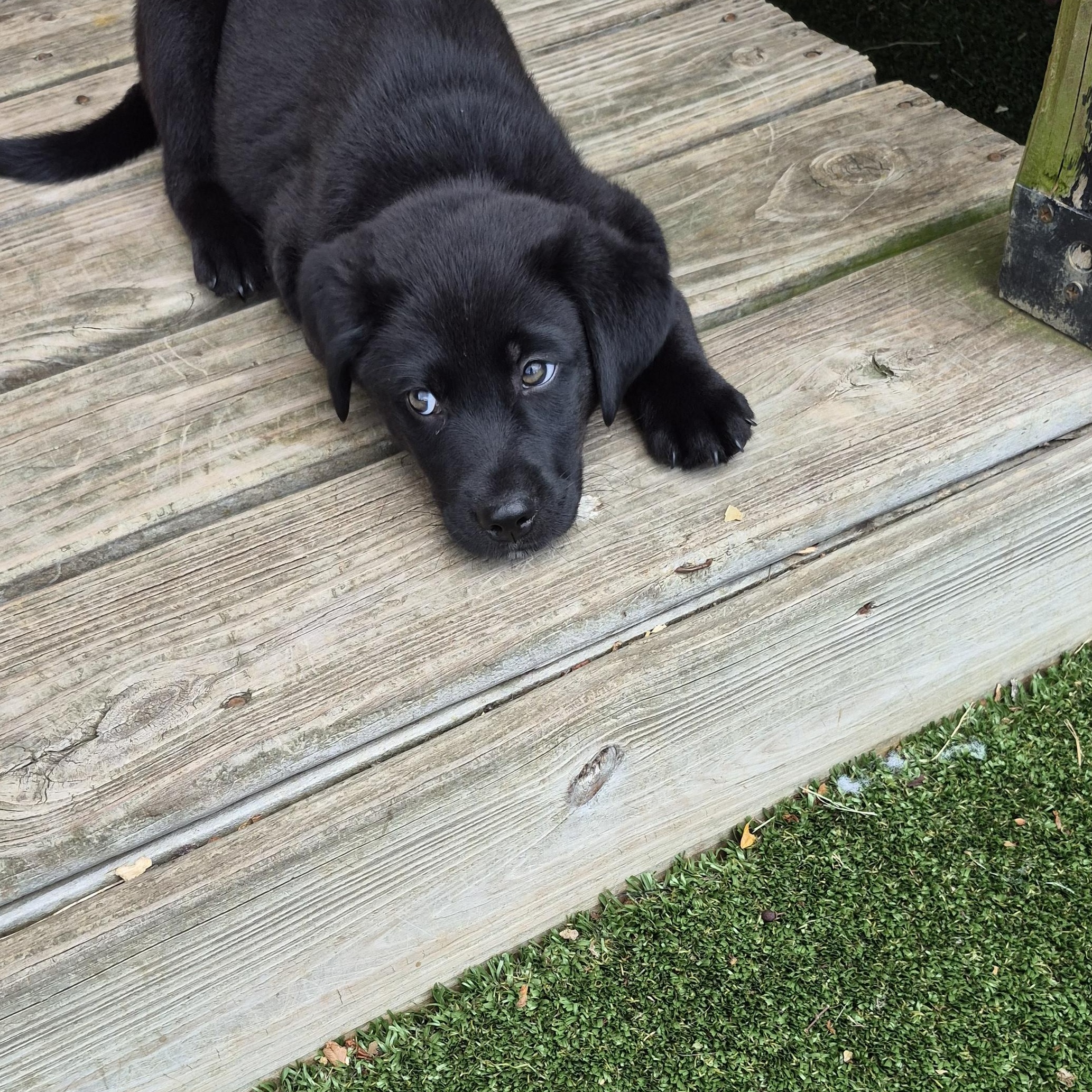 Ginger Beer (GeeBee), a Adoptable mixed breed in Gallatin, TN image 4/4