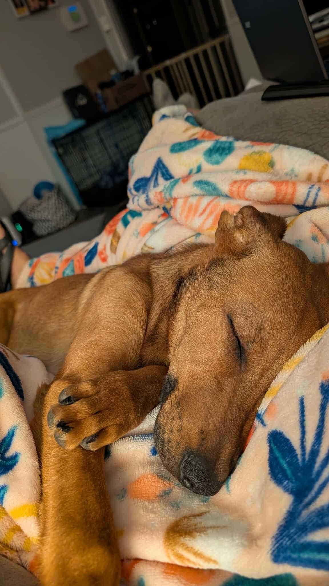 MarmaDUKE, an adopted mixed breed in Billerica, MA image 3/6