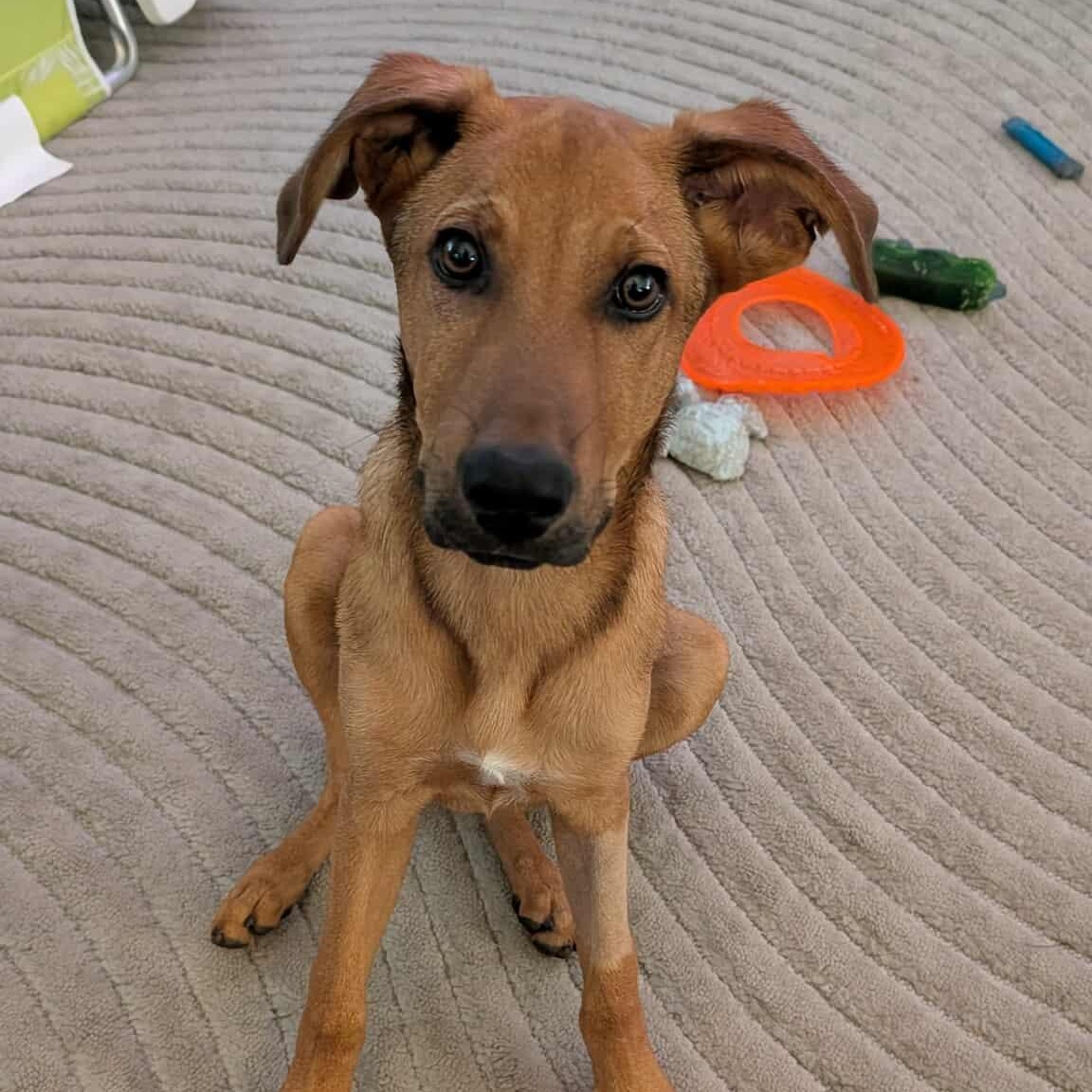 MarmaDUKE, Adoptable, Young Male Rhodesian Ridgeback & German Pinscher.