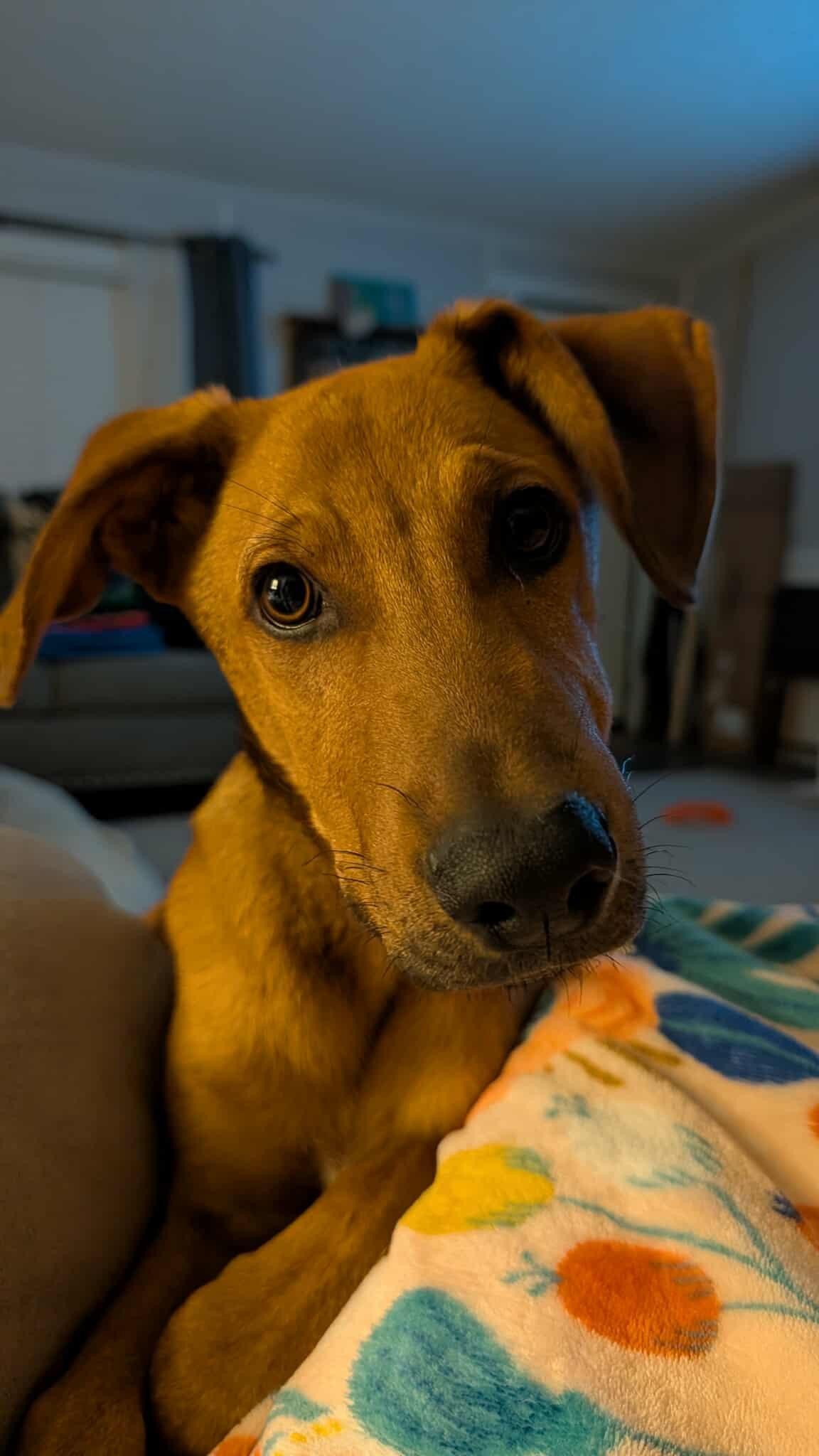 MarmaDUKE, an adopted mixed breed in Billerica, MA image 4/6