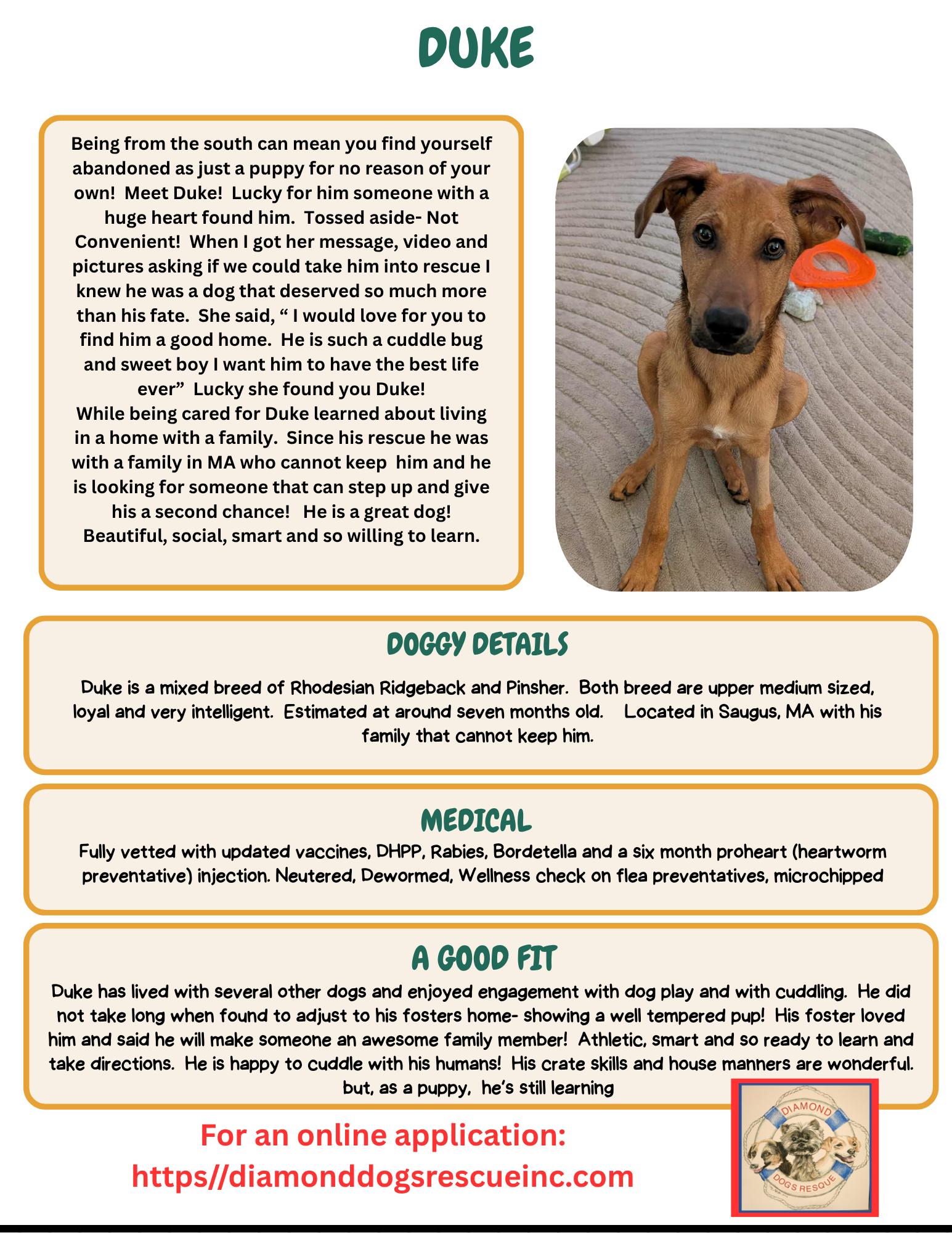 MarmaDUKE, an adopted mixed breed in Billerica, MA image 5/6