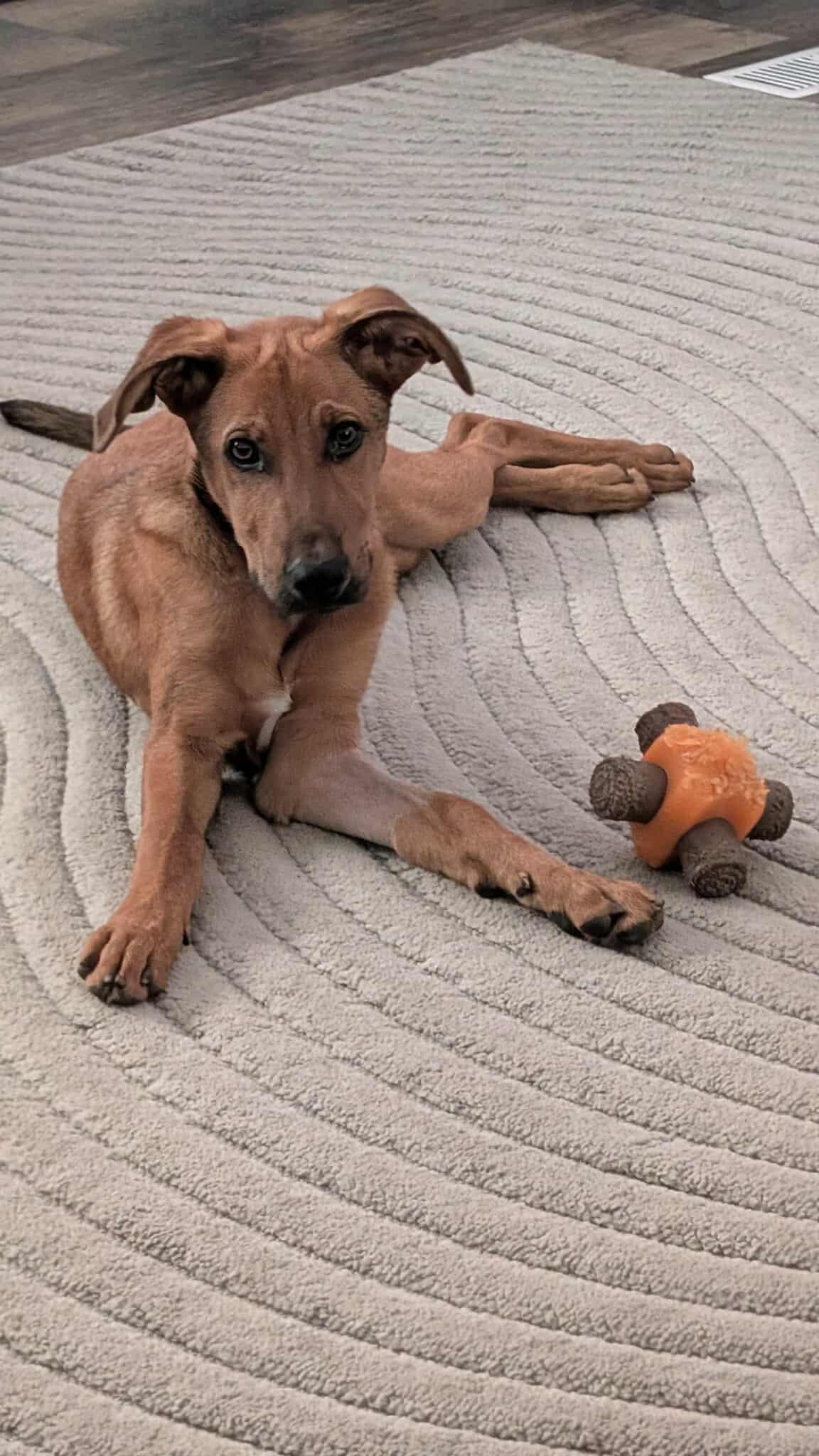 MarmaDUKE, an adopted mixed breed in Billerica, MA image 6/6