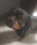 JOJO, a ADOPTABLE Rottweiler in Huntington, NY image 1/2