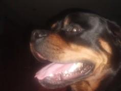 JOJO, a ADOPTABLE Rottweiler in Huntington, NY image 2/2