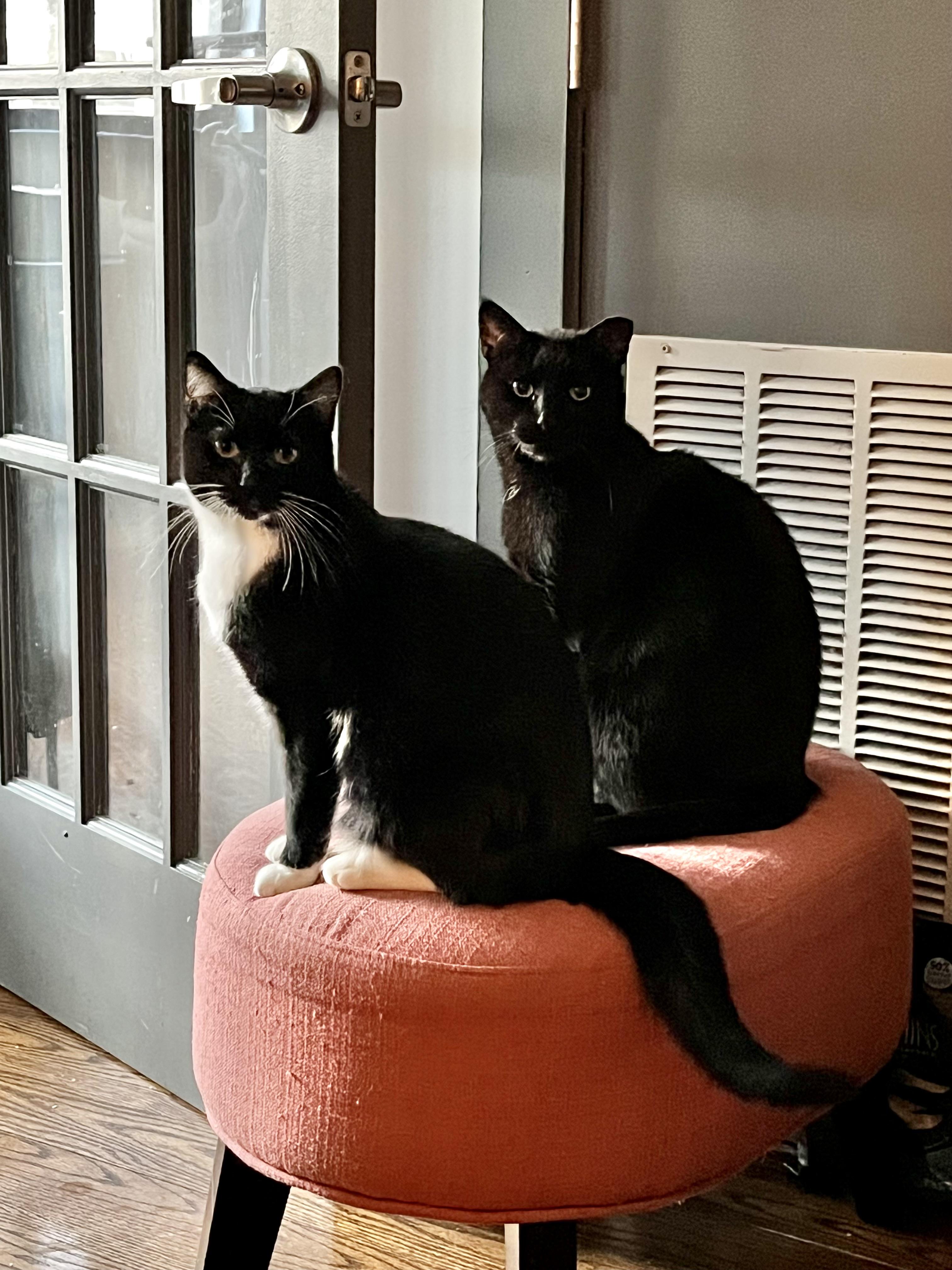 Frank, a ADOPTABLE Domestic Short Hair in Ridgewood, NY image 5/5