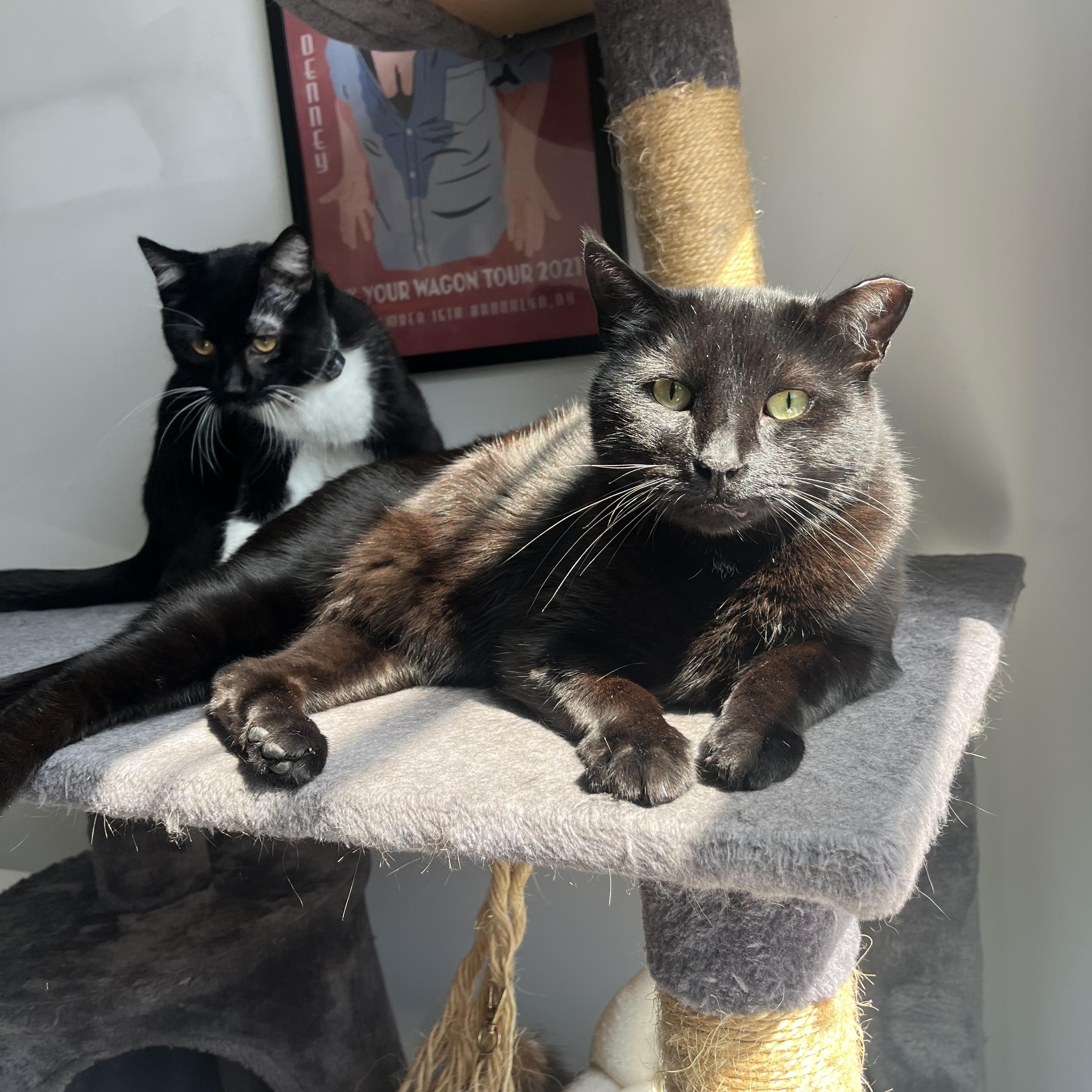 Frank, a ADOPTABLE Domestic Short Hair in Ridgewood, NY image 2/5