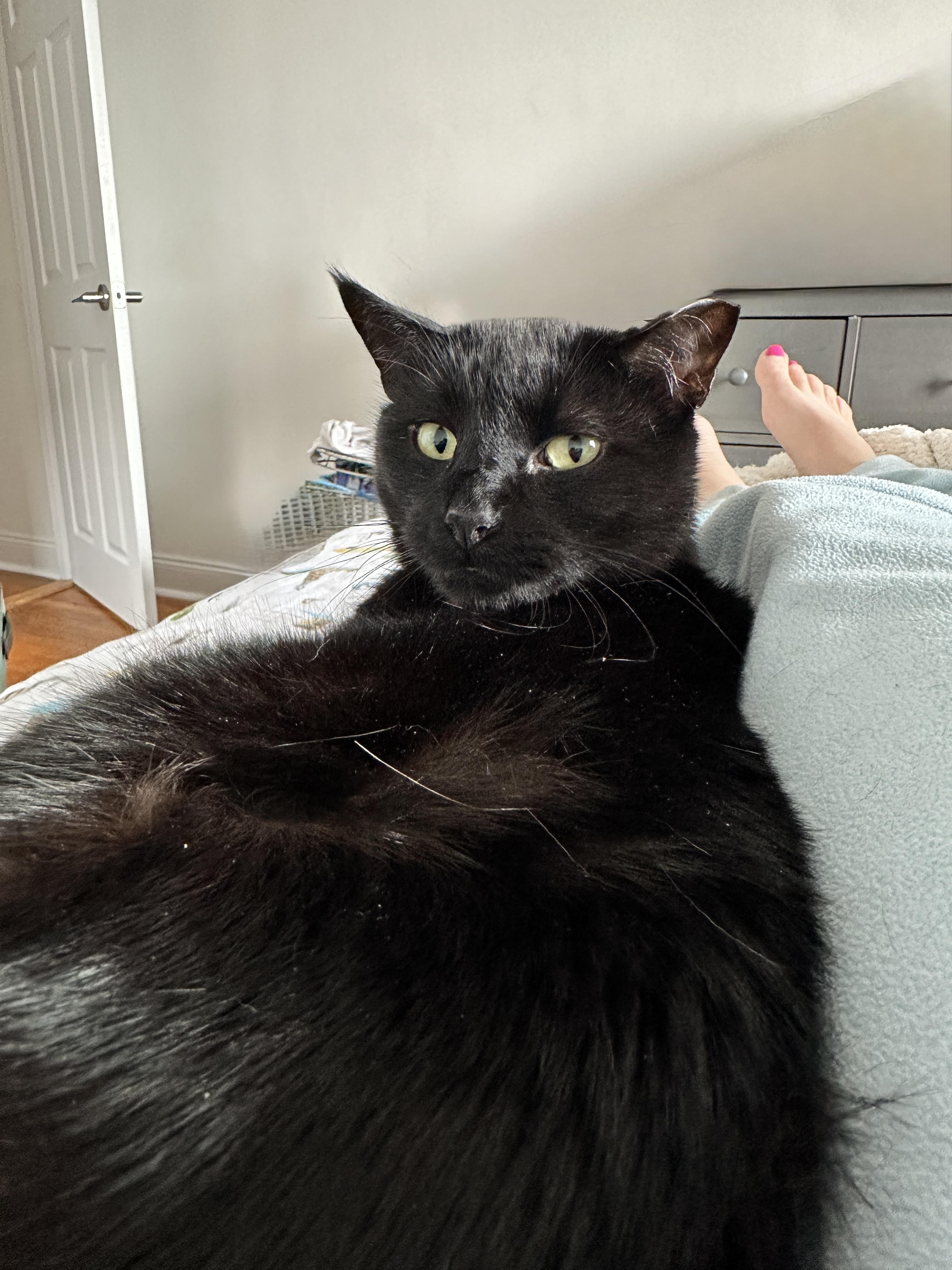 Frank, a ADOPTABLE Domestic Short Hair in Ridgewood, NY image 3/5