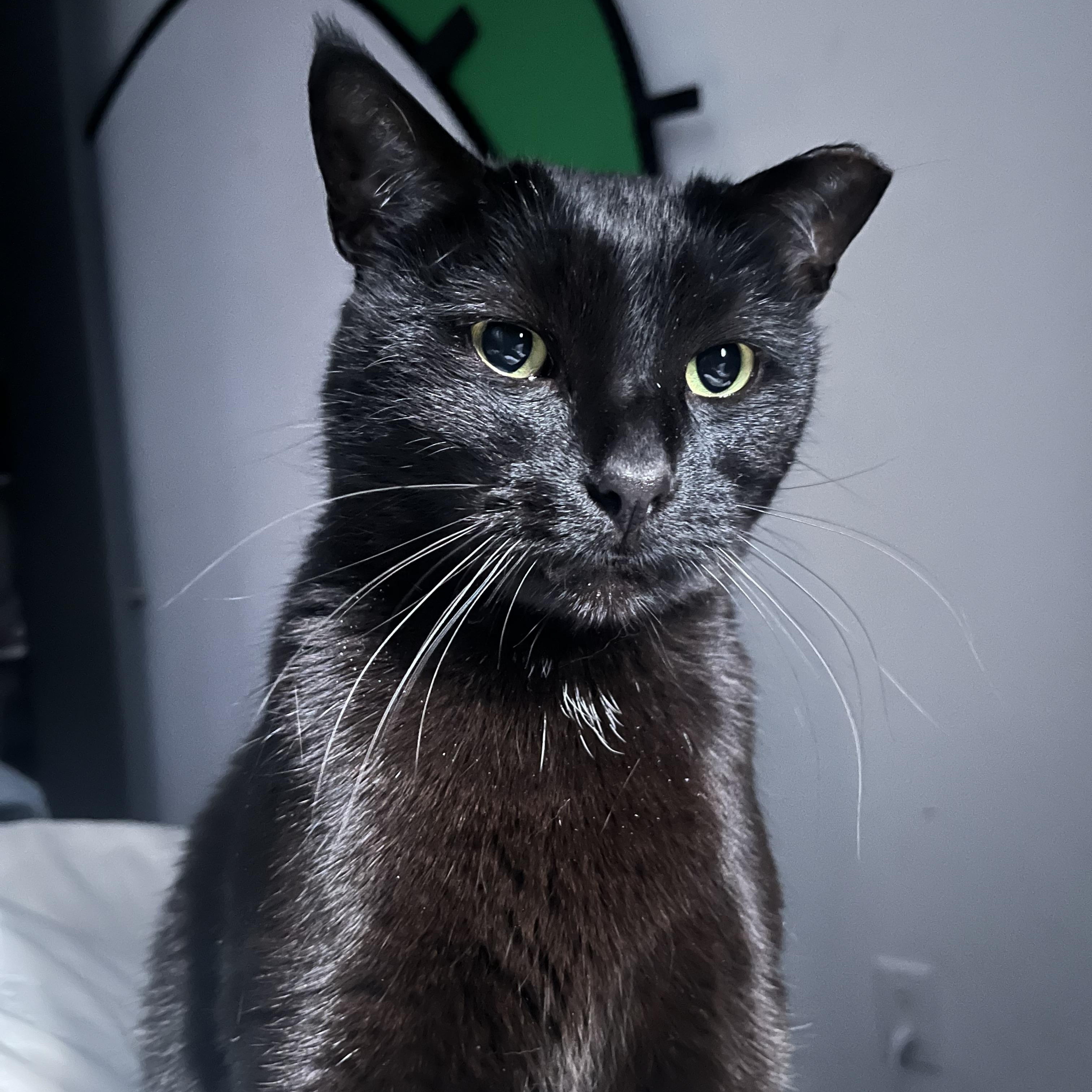 Frank, ADOPTABLE, Adult Male Domestic Short Hair.