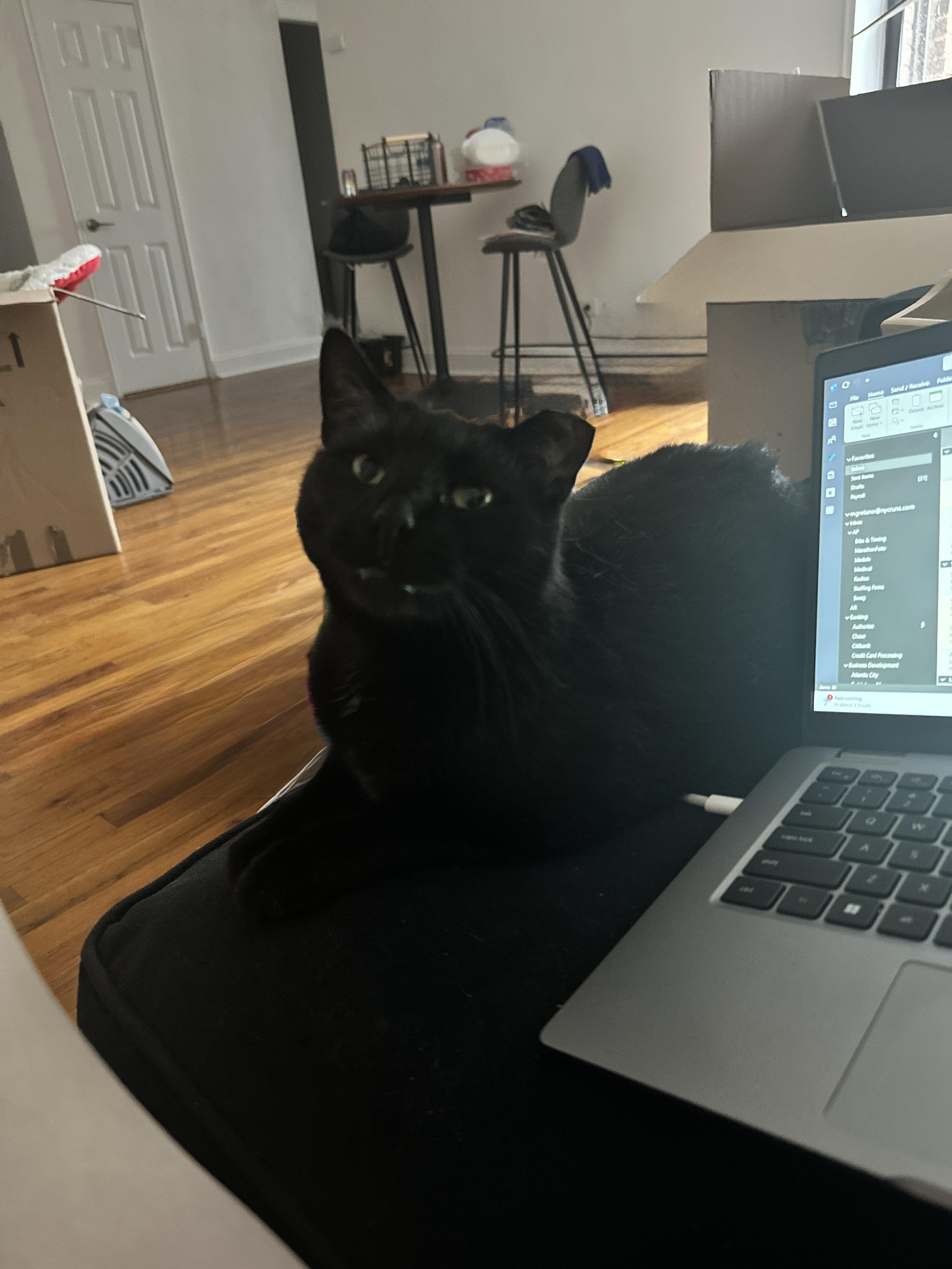 Frank, a ADOPTABLE Domestic Short Hair in Ridgewood, NY image 4/5