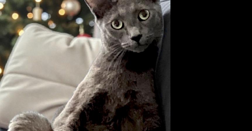 Enlarge Scott, a Adoptable Domestic Short Hair in Wilson, NC image 1/2