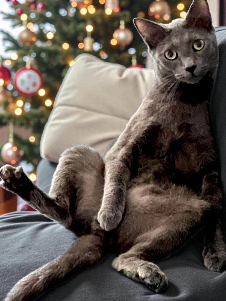 Scott, Adoptable, Adult Male Domestic Short Hair.