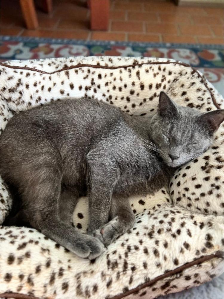 Enlarge Scott, a Adoptable Domestic Short Hair in Wilson, NC image 2/2