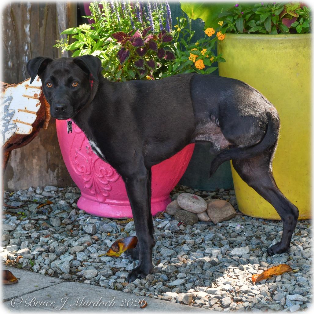 Jingles, Adoptable, Adult Male Labrador Retriever.