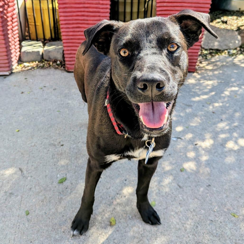 Jingles, a Adoptable Labrador Retriever in Wake Forest, NC image 2/6