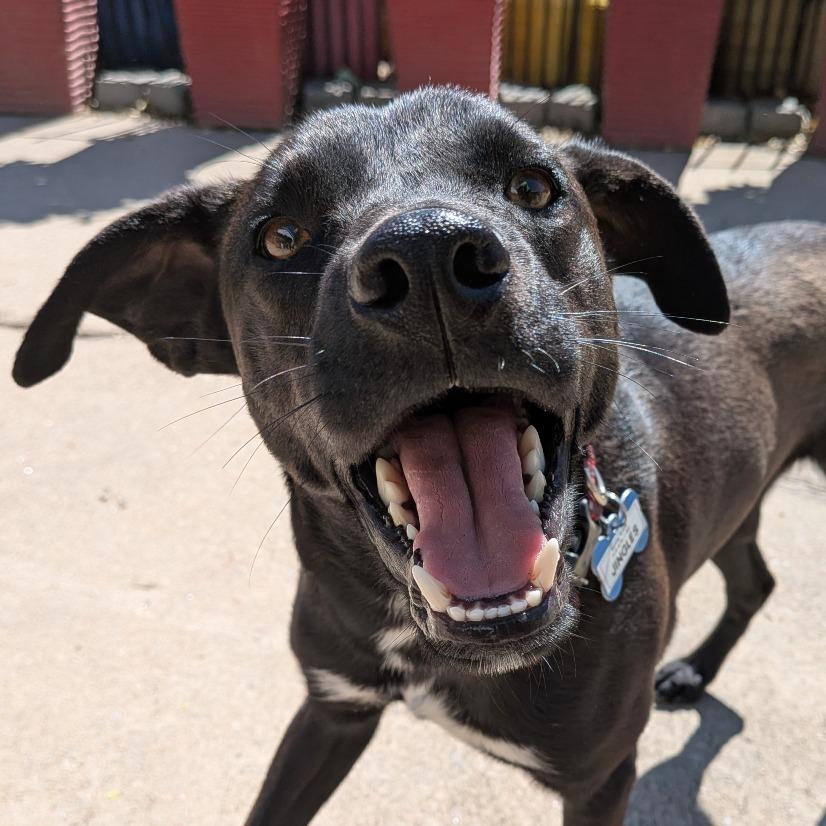 Jingles, a Adoptable Labrador Retriever in Wake Forest, NC image 3/6