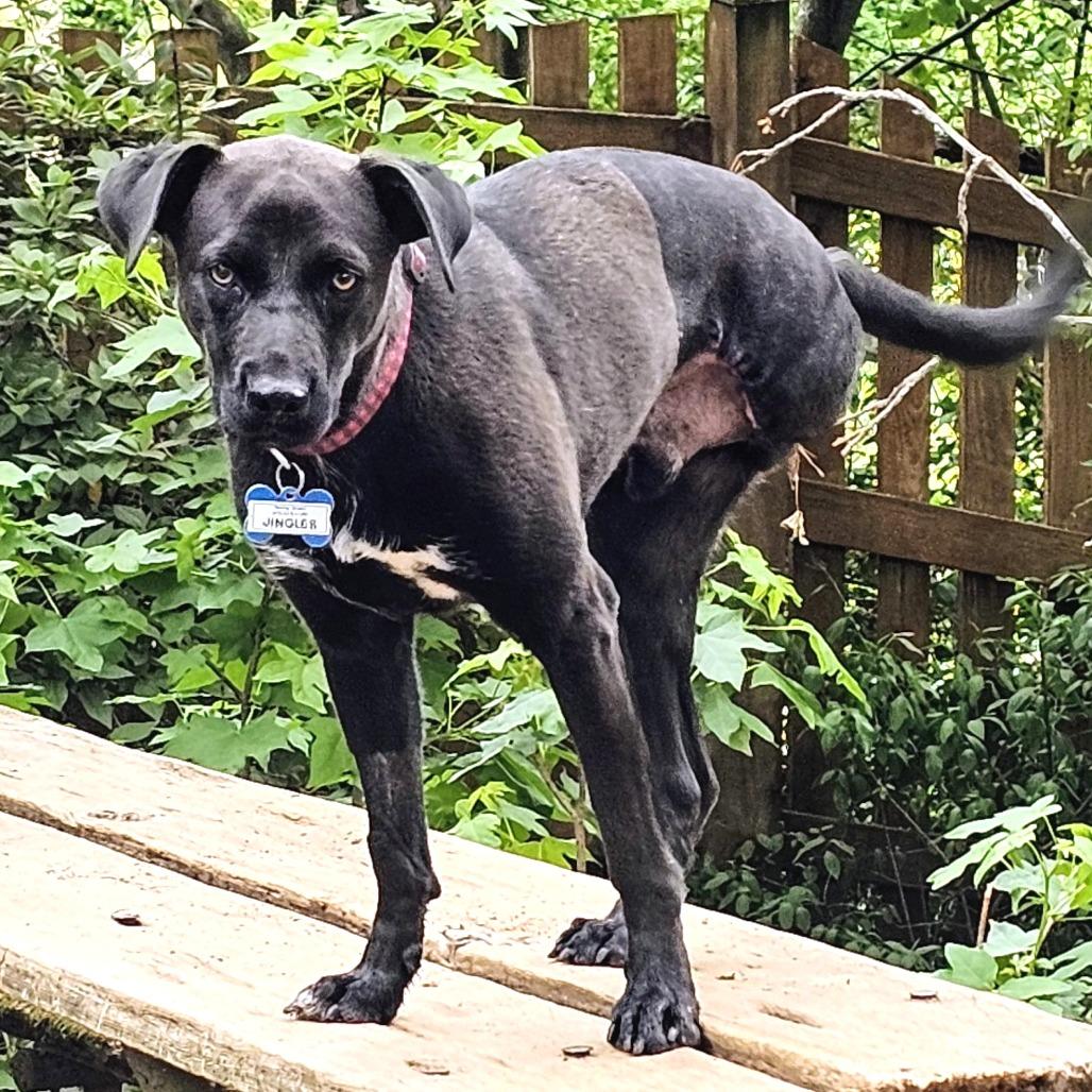 Jingles, a Adoptable Labrador Retriever in Wake Forest, NC image 4/6