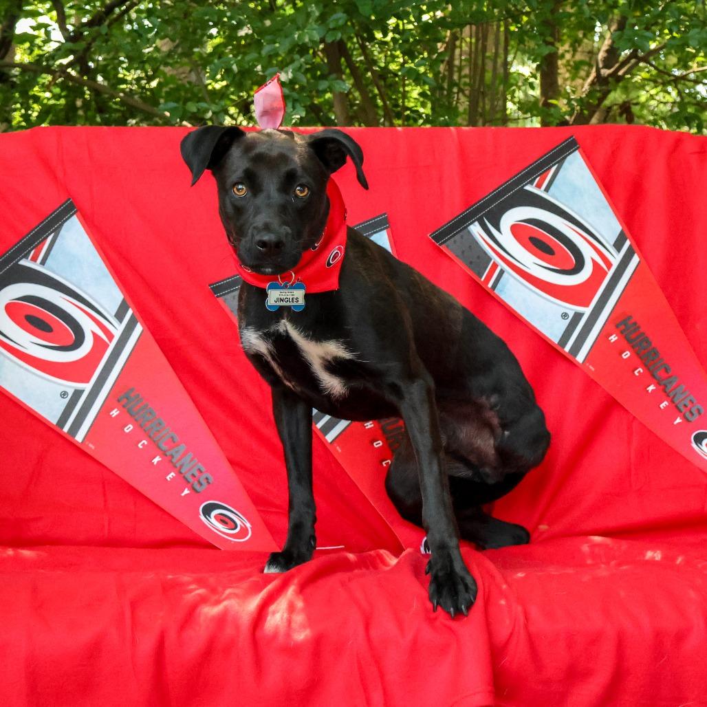 Jingles, a Adoptable Labrador Retriever in Wake Forest, NC image 5/6