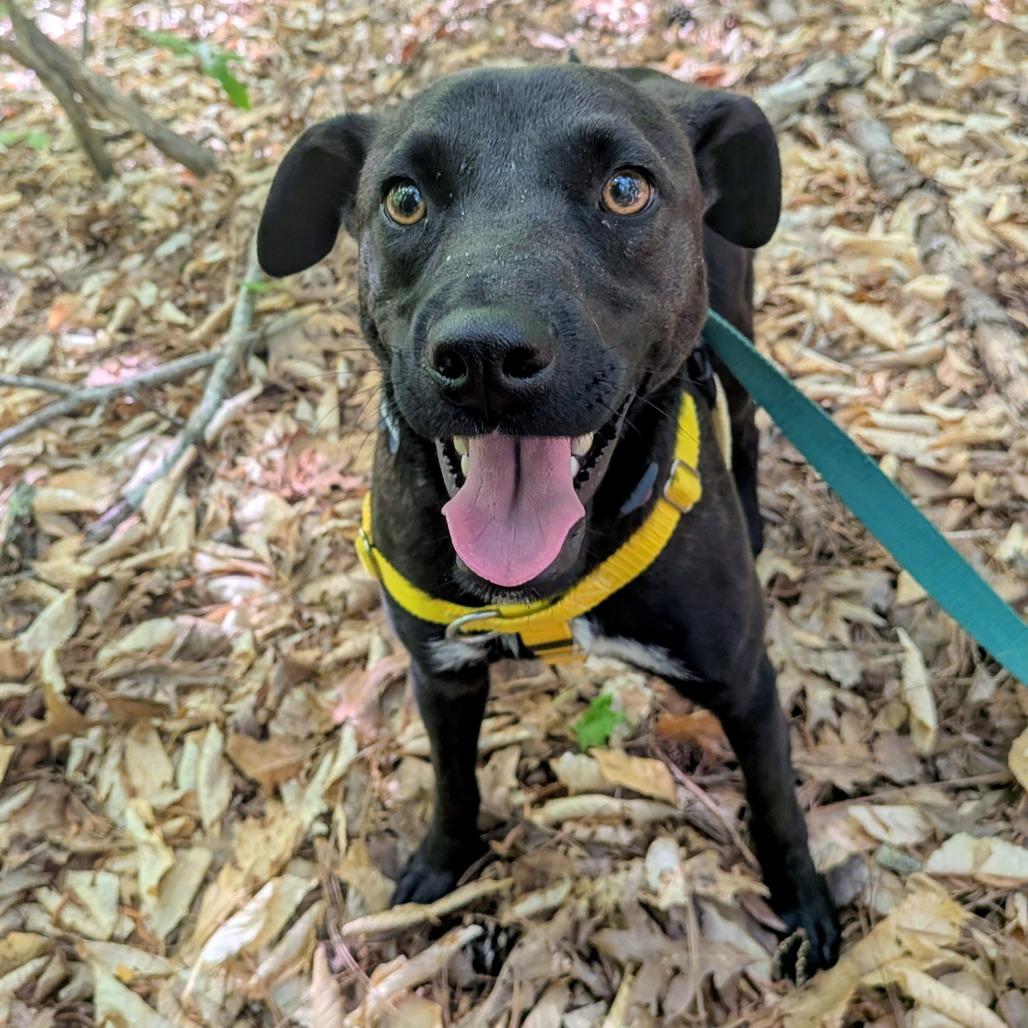 Jingles, a Adoptable Labrador Retriever in Wake Forest, NC image 6/6
