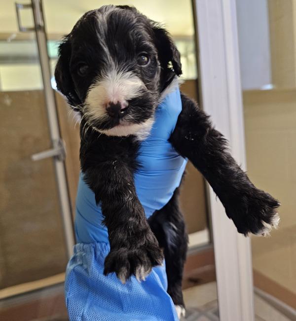 Enlarge Silas, a Adoptable mixed breed in Kennewick, WA image 1/3