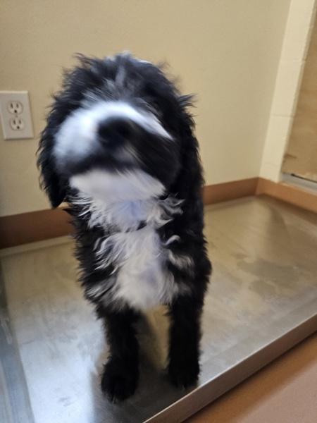 Enlarge Silas, a Adoptable mixed breed in Kennewick, WA image 2/3